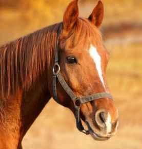 Picture for category Horse shopping anyone????