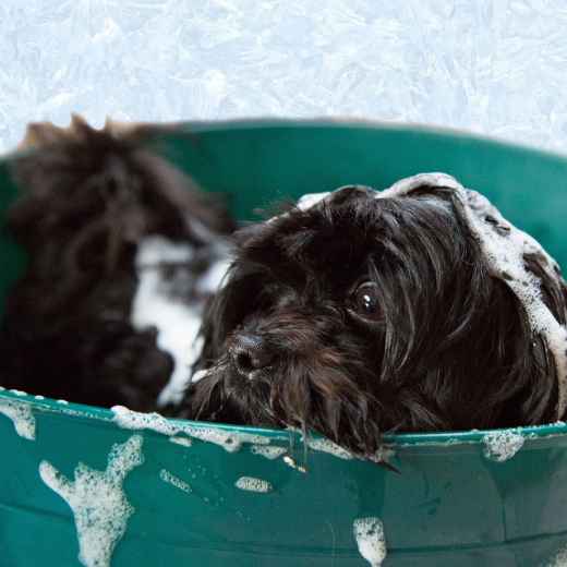 Picture for category Dog/Cat Grooming