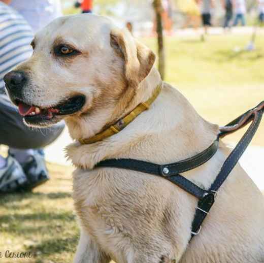 Picture for category Dog Harnesses