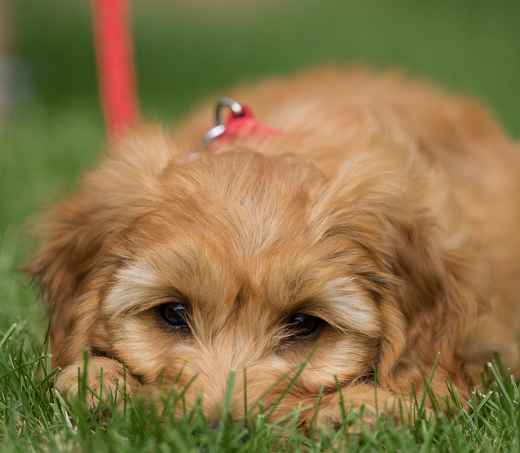 Picture for category Dog Leads