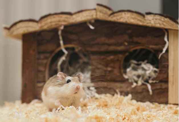 Picture for category Substrate and Bedding