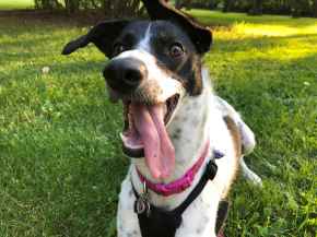 Picture for category Canine