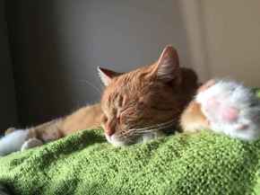 Picture for category Feline