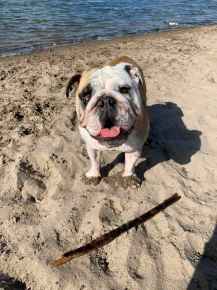 Picture for category Pet Supplies