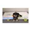 Picture of KENNEL PADS ABSORBANT 23in x 36in (J1082) - 50/pk