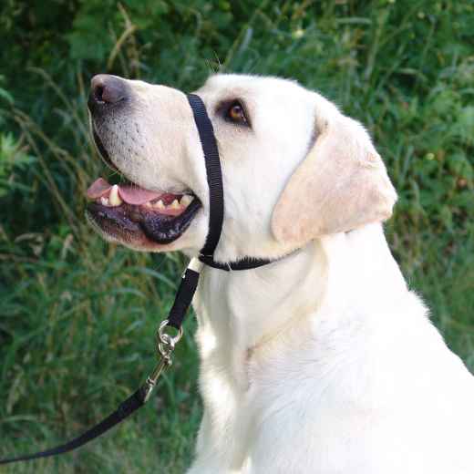 Picture of GENTLE LEADER CANINE ADJUSTABLE HEADCOLLAR Black - Small