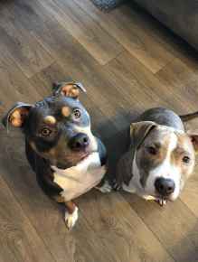 Picture for category Canine