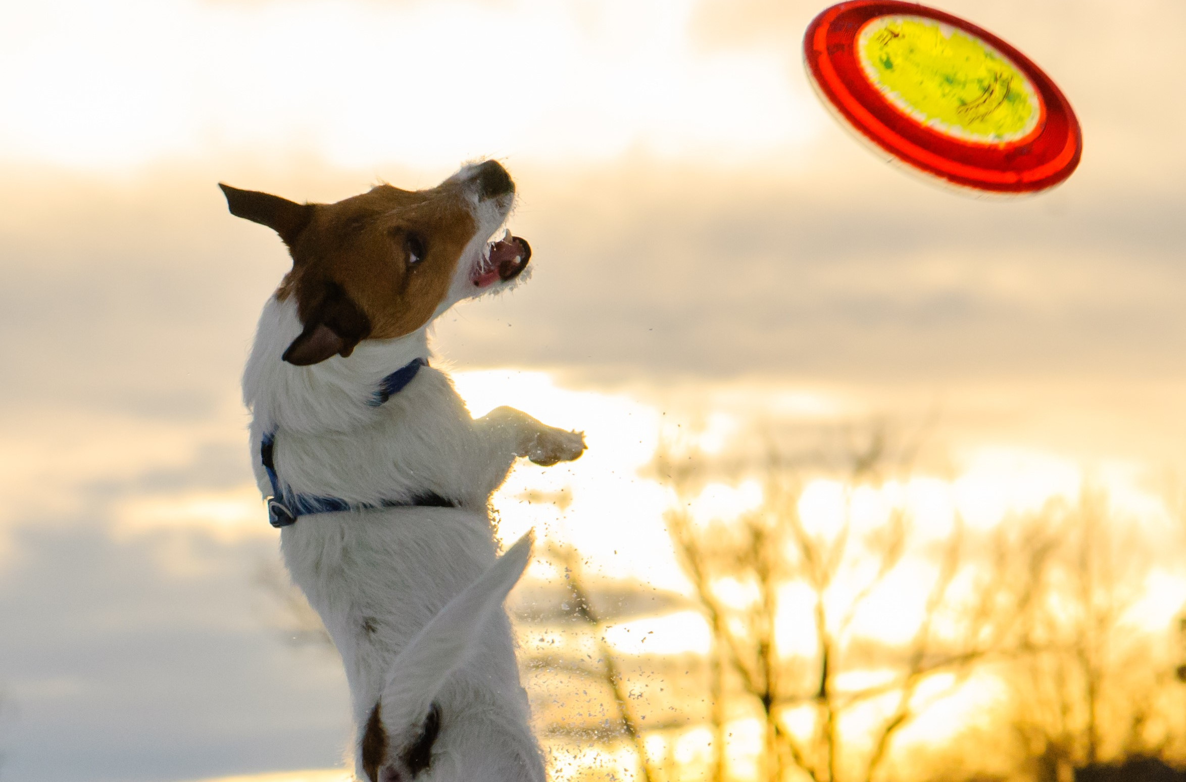 Picture for category Dog Accessories