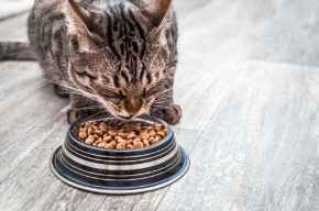 Picture for category Cat Food