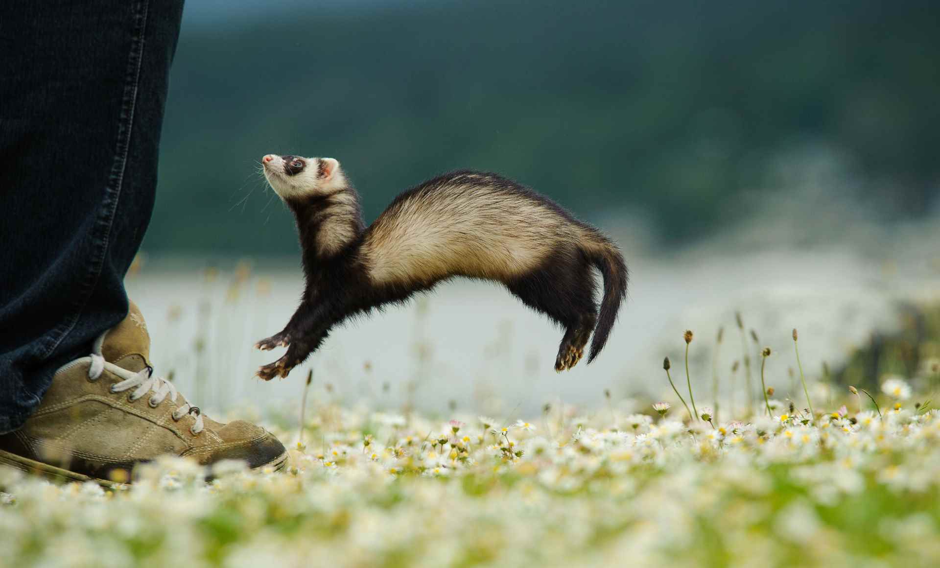 Picture for category Feisty Ferrets