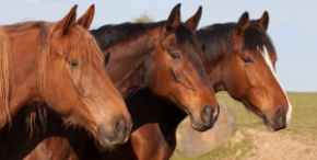 Picture for category Equine Shop