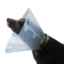Show details for CASEY E COLLAR CLIC Clear (J0047F) - 30cm Picture of CASEY E COLLAR CLIC Clear (J0047F) - 30cm