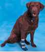 Picture of BUSTER DOG SOCK (J0113C) - Large