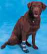 Picture of BUSTER DOG SOCK (J0113C) - Large
