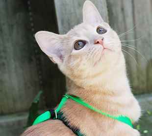 Picture for category Cat Harnesses and Leashes
