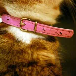 Picture for category Cat Collars