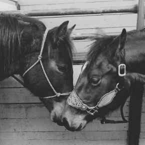 Picture for category Equine, Livestock and Exotic Pets