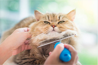 Picture for category Cat grooming