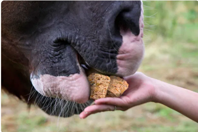 Picture for category Equine Treats