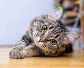 Picture for category Feline