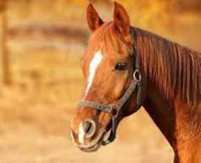 Picture for category Equine
