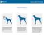 Picture of HARNESS CANINE RC TEMPO NO PULL Large - Heather Azalea