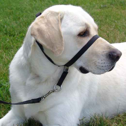 Picture of GENTLE LEADER CANINE ADJUSTABLE HEADCOLLAR Beige - Large