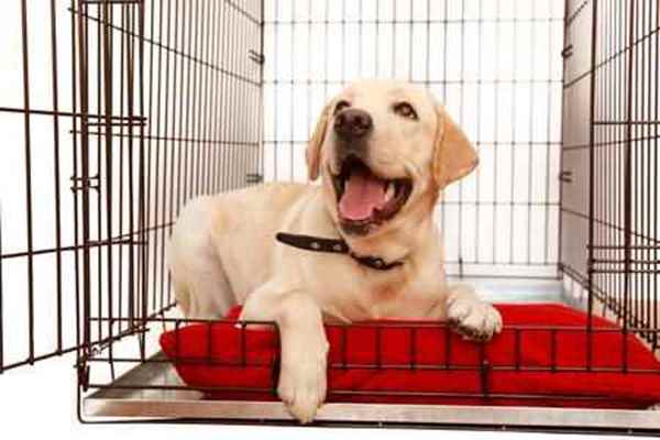Picture for category Dog Kennels & Beds