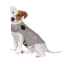 Show details for CLOTHING K/9 Thundershirt Sport (chest 17-21in weight 15-25lbs) Platinum - Small Picture of CLOTHING K/9 Thundershirt Sport (chest 17-21in weight 15-25lbs) Platinum - Small