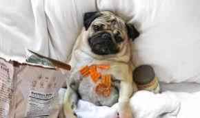Picture for category Canine