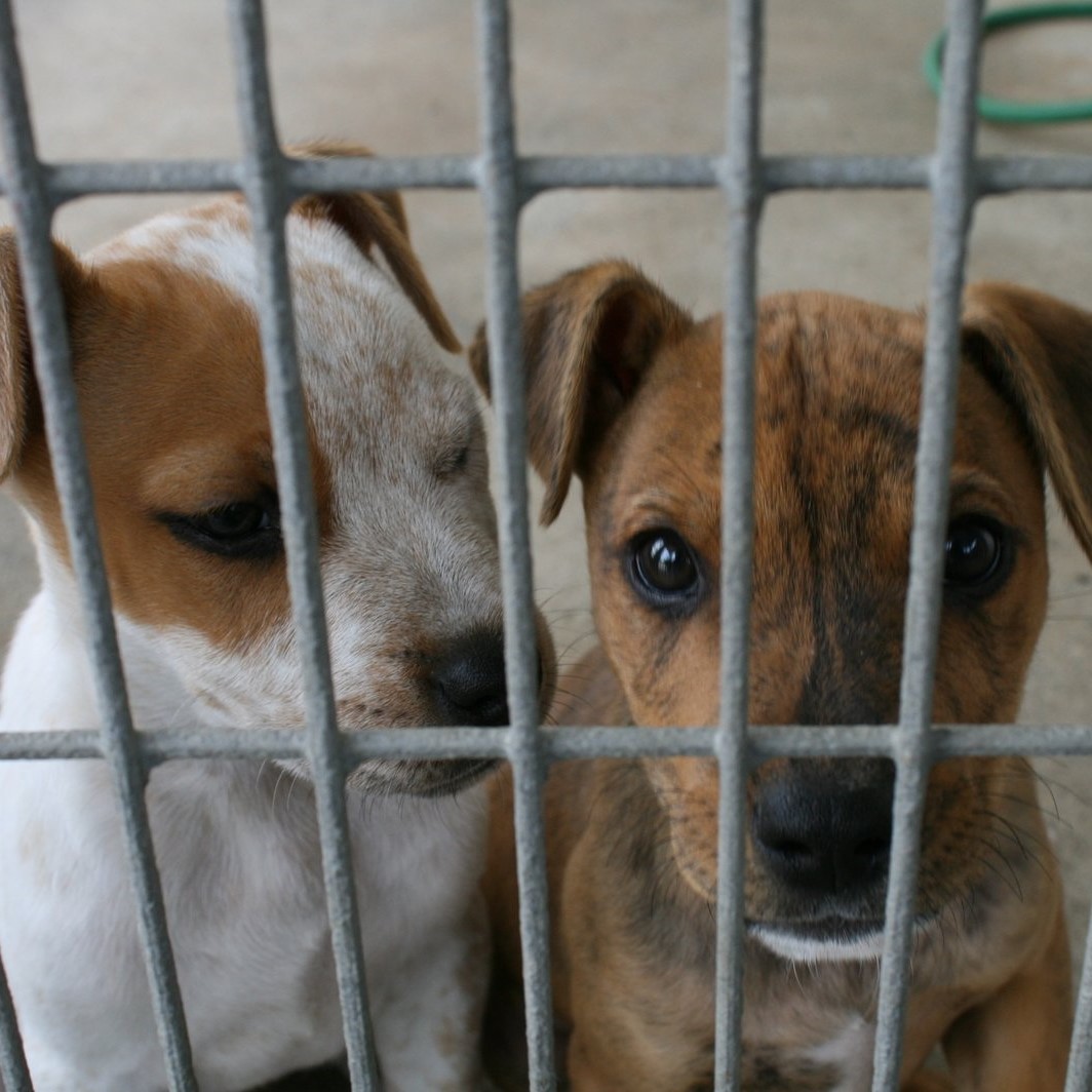 Picture for category Kennels and Crates