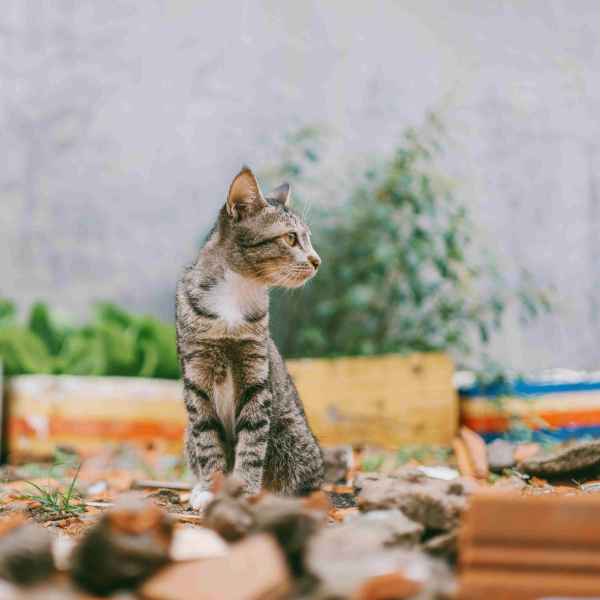Show products in category Cat Treats Picture for category Cat Treats