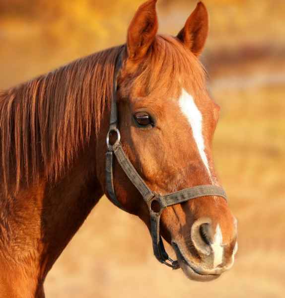 Show products in category Equine Picture for category Equine