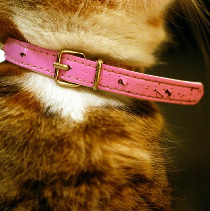 Picture for category Cat Collars and Harnesses