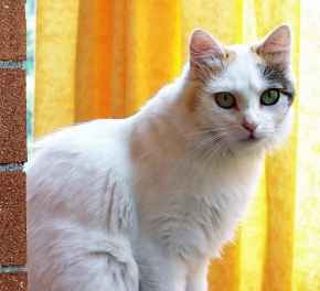 Picture for category Feline