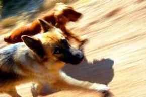 Picture for category Canine