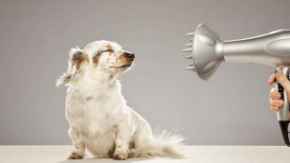 Picture for category GROOMING and FURNITURE