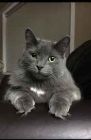 Picture for category Cat Treats