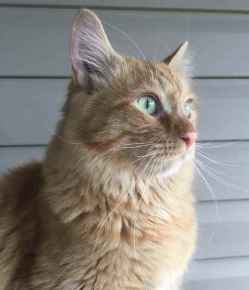 Picture for category Other Pet Needs