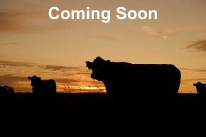 Picture for category Bovine Supplies