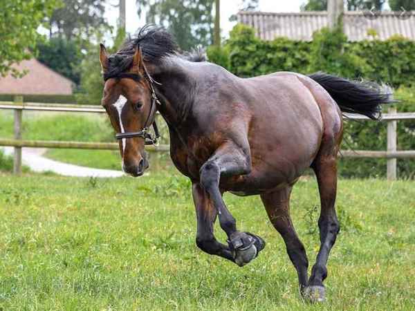Picture for category Equine Suppliments
