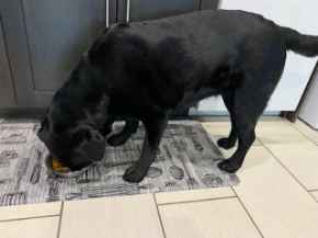 Picture for category Dog Food