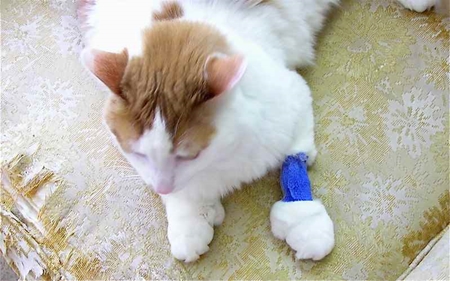 Picture for category Cat Bandaging