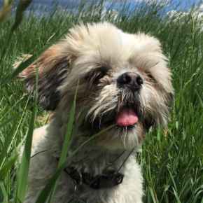 Picture for category Supplements