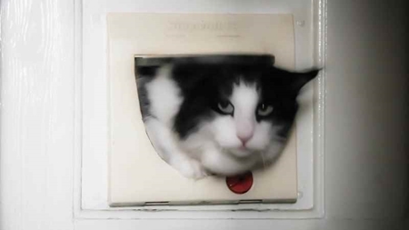 Picture for category Pet Door