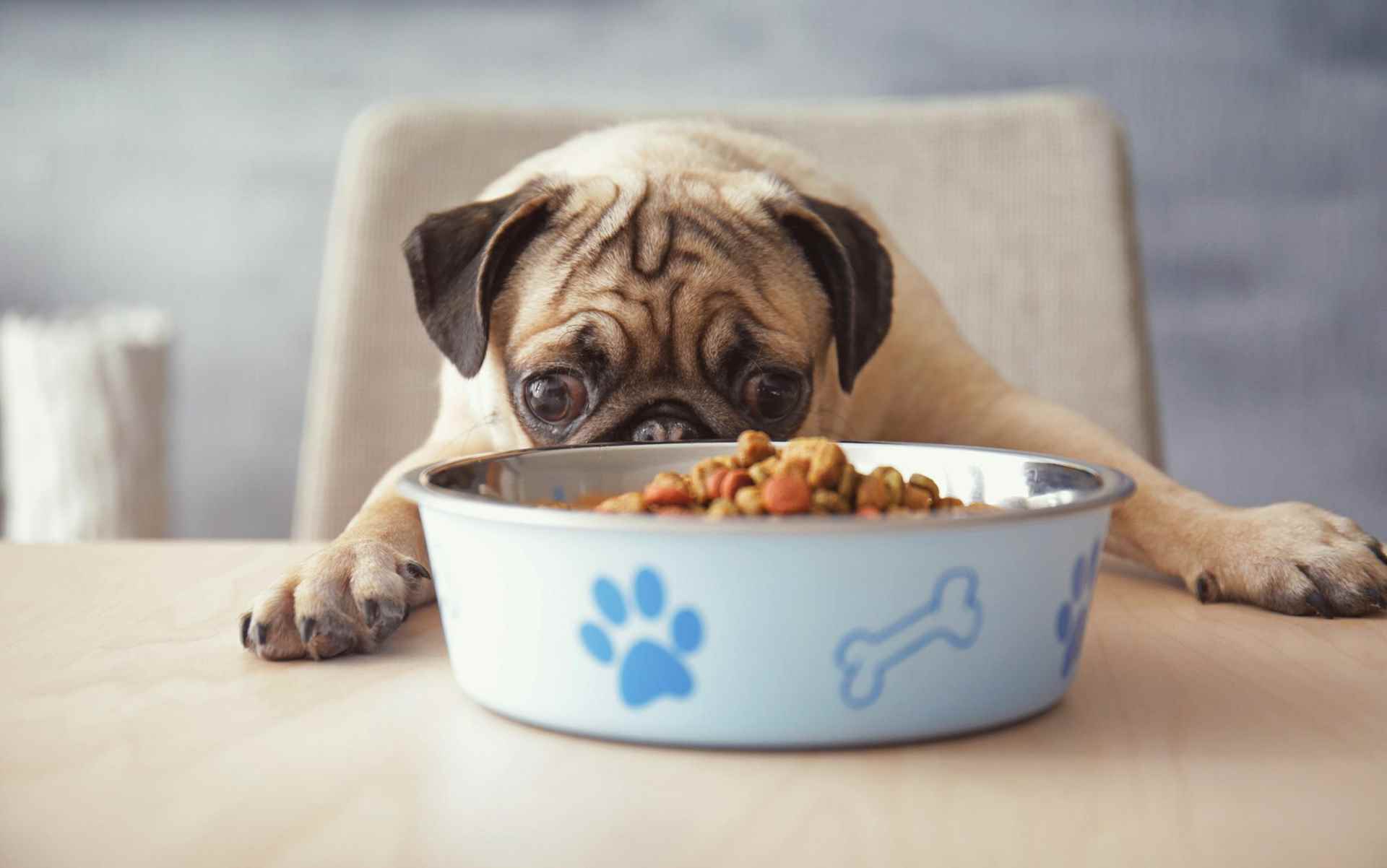 Picture for category Puppy diet