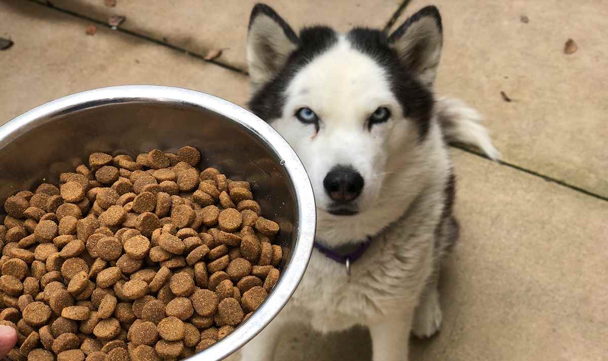 Picture for category Adult Dog Diet