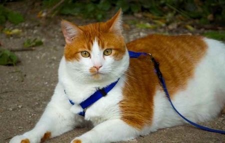 Picture for category Cat Leashes