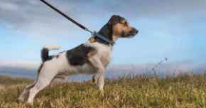 Picture for category Other Great Pet Needs