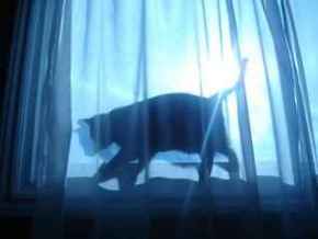 Picture for category Feline